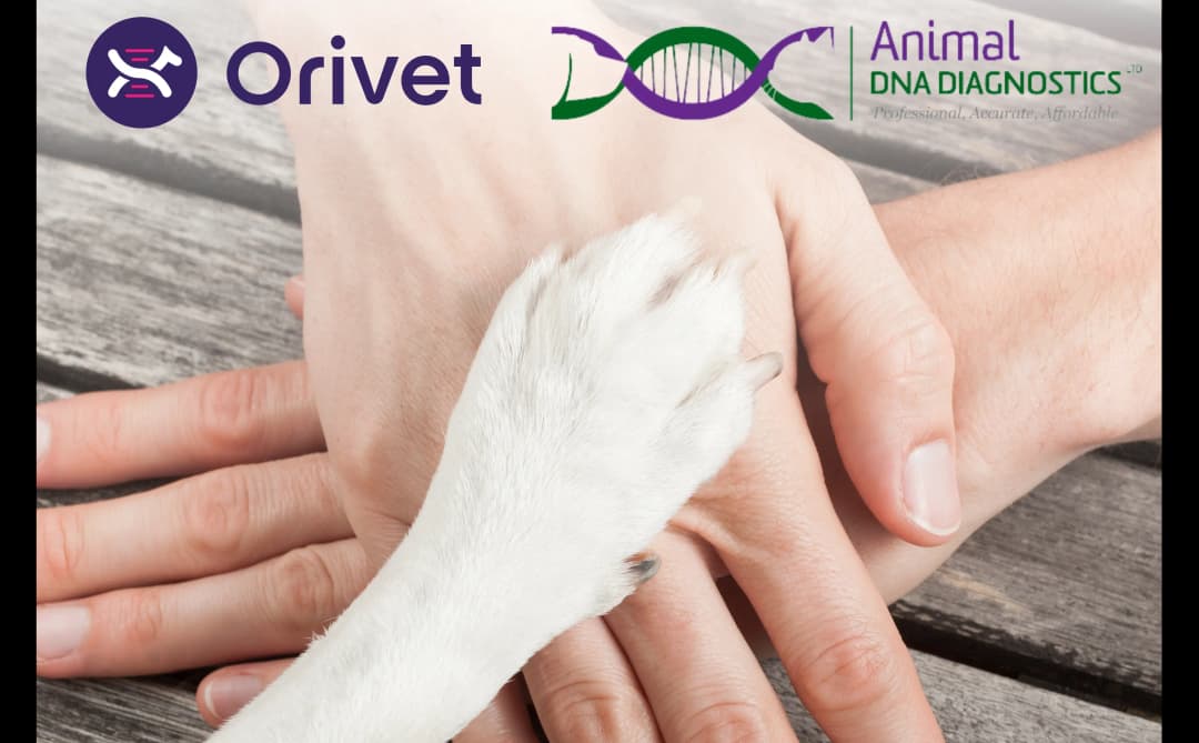 Dog paw and human hand