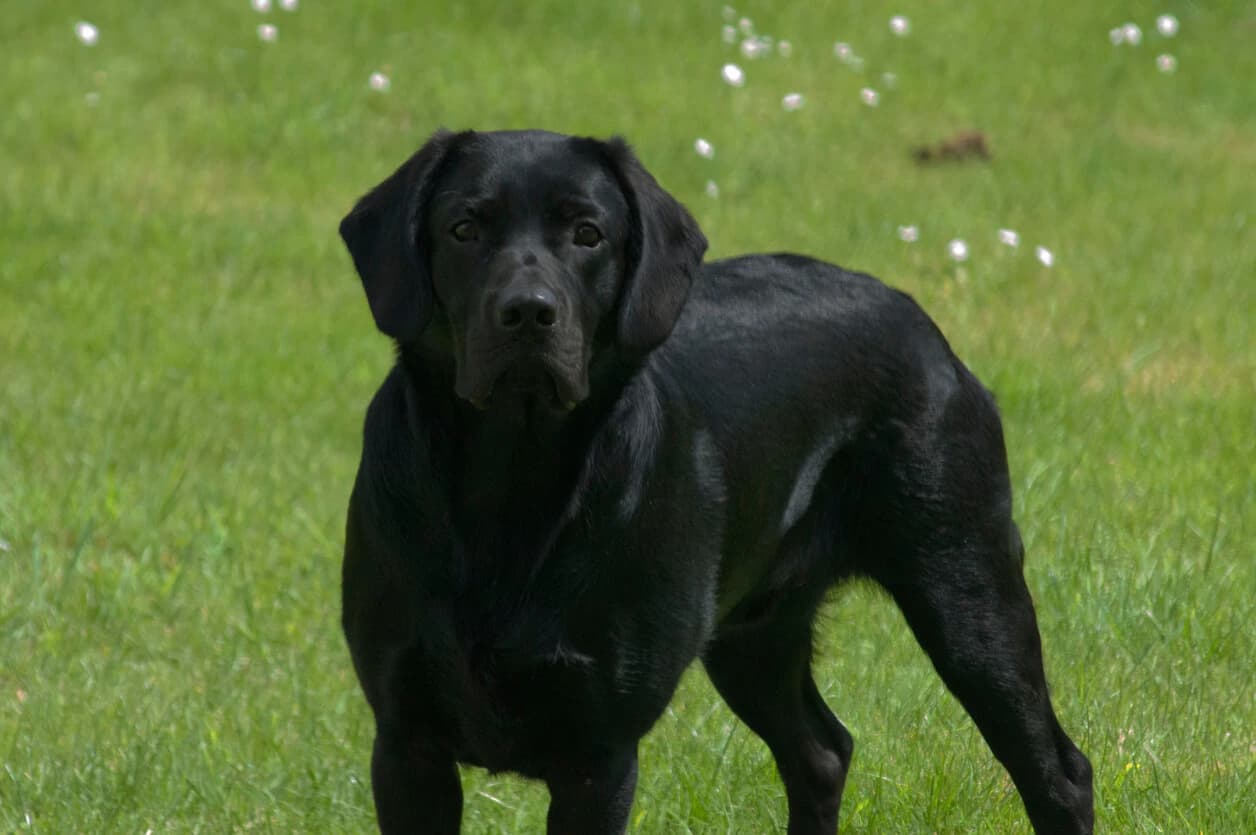 K Locus Genetics: The Switch That Controls Coat Color