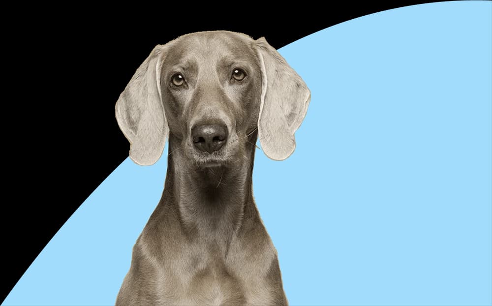 Good Dog