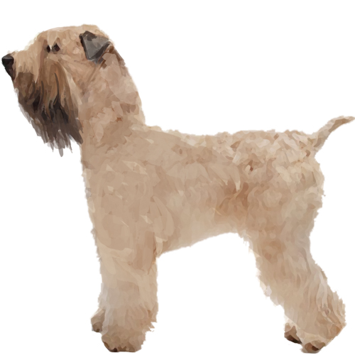Soft Coated Wheaten Terrier - Full Breed Profile