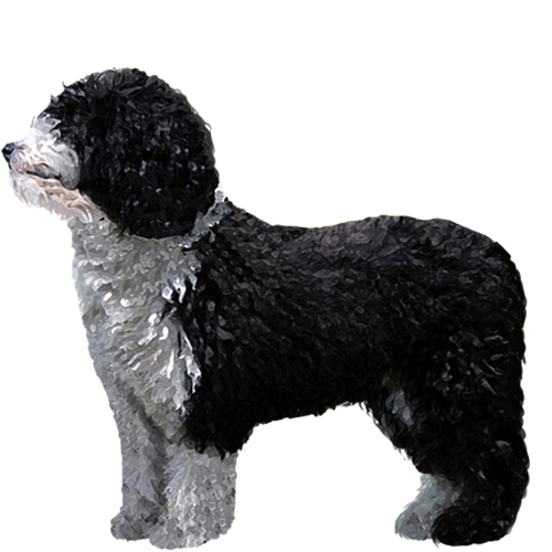 Spanish Water Dog - Full Breed Profile