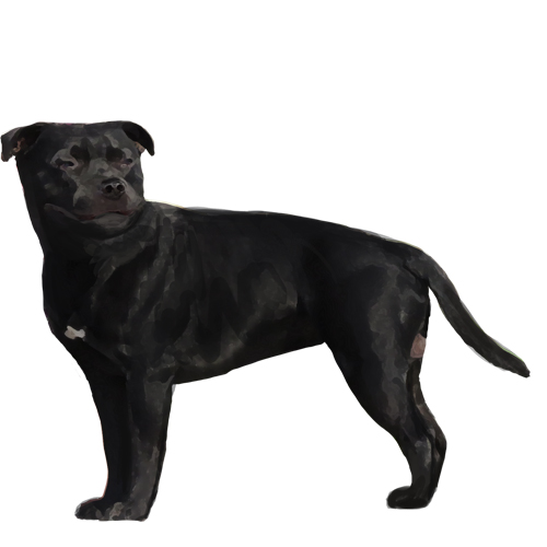 Staffordshire Bull Terrier  - Full Breed Profile