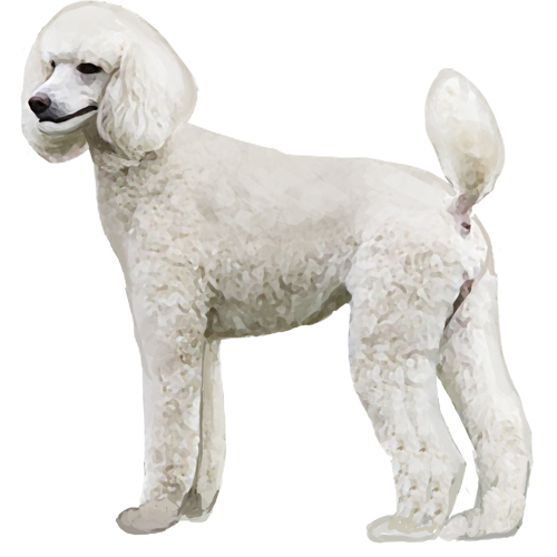 Standard Poodle - Full Breed Profile