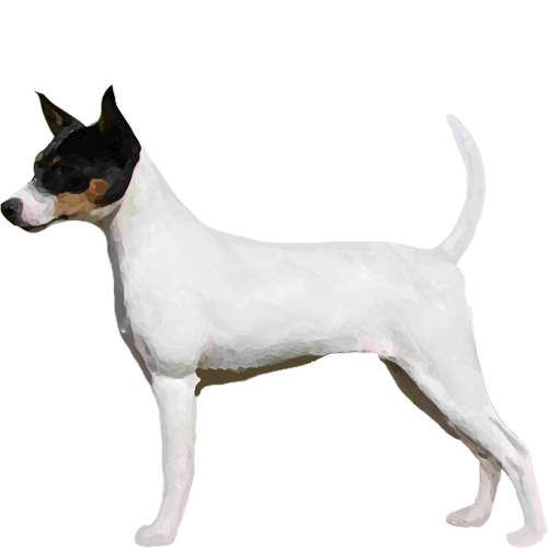 Tenterfield Terrier - Full Breed Profile