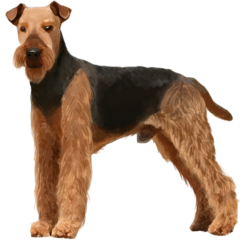 Airedale Terrier - Full Breed Profile