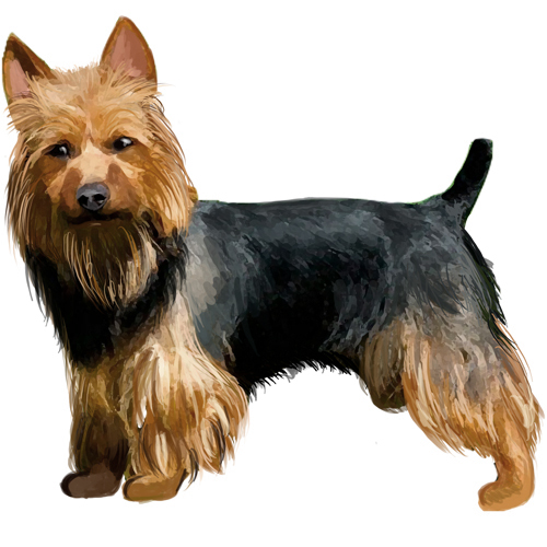 Australian Terrier - Full Breed Profile