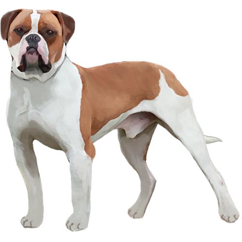 American Bulldog - Full Breed Profile
