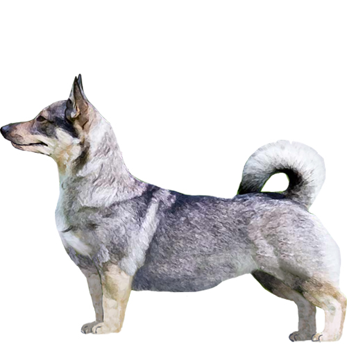 Swedish Vallhund - Full Breed Profile