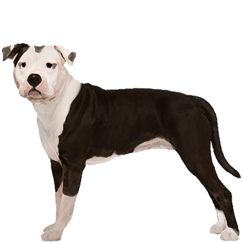 American Staffordshire Terrier - Full Breed Profile