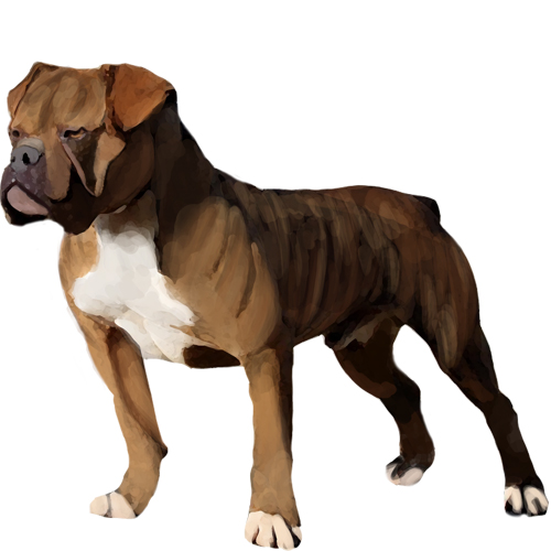 Australian Bulldog - Full Breed Profile