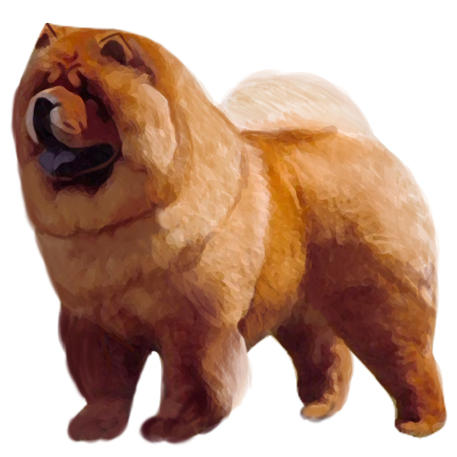 Chow Chow - Full Breed Profile