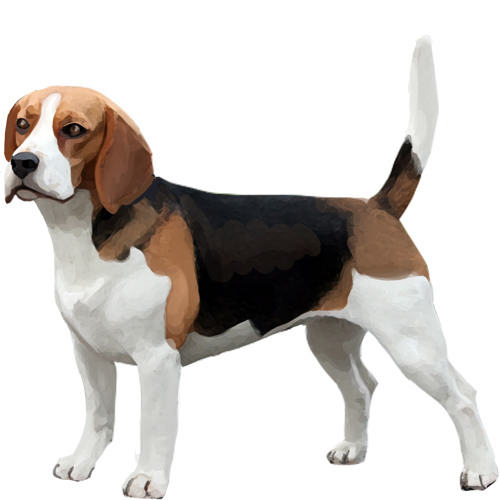 Beagle - Full Breed Profile