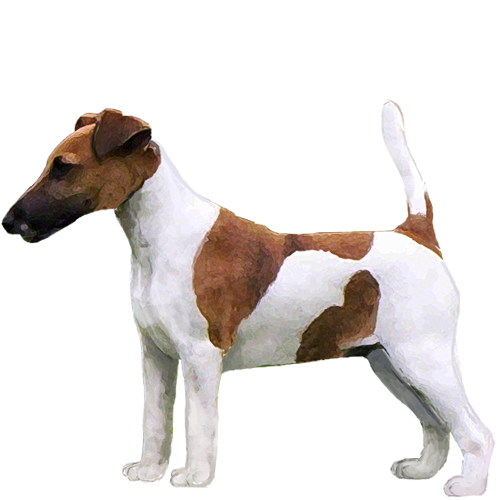 Smooth Fox Terrier - Full Breed Profile
