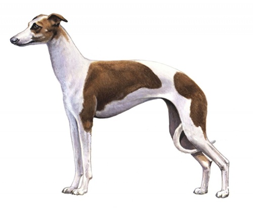Italian Greyhound - Full Breed Profile