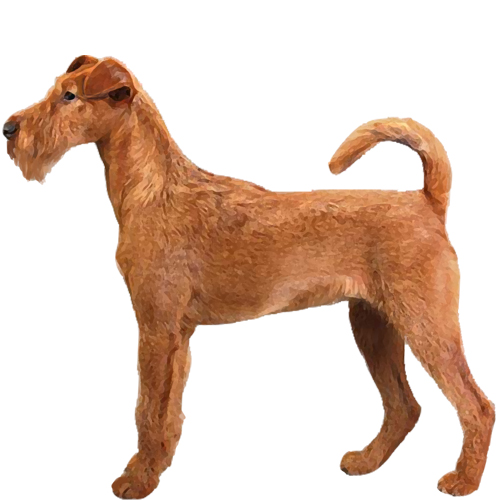 Irish Terrier - Full Breed Profile