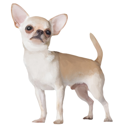 Chihuahua - Full Breed Profile
