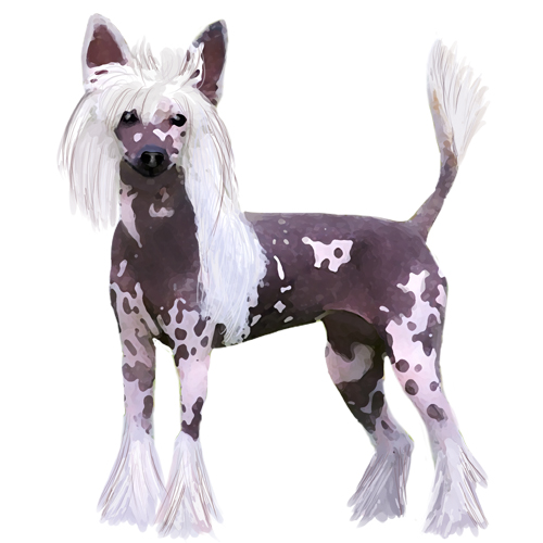 Chinese Crested - Full Breed Profile
