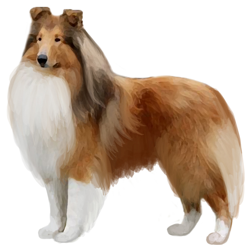 Collie Rough - Full Breed Profile