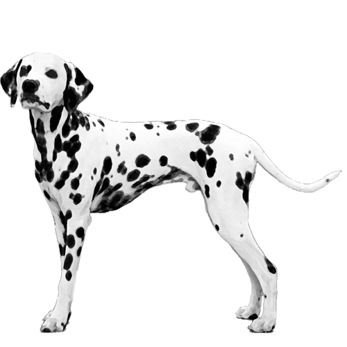 Dalmatian - Full Breed Profile