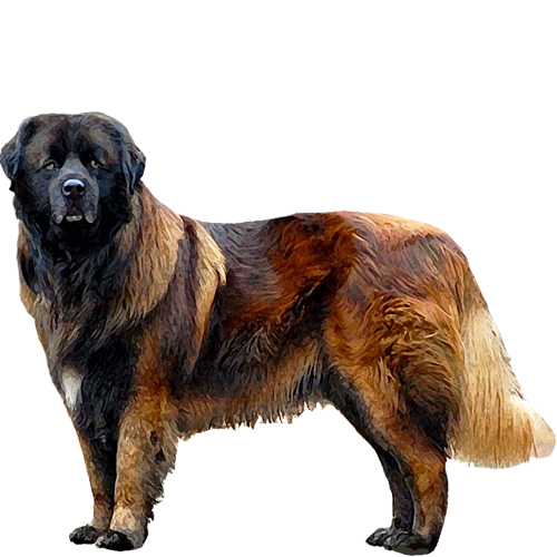 Estrela Mountain Dog - Full Breed Profile