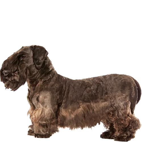 Cesky Terrier - Full Breed Profile