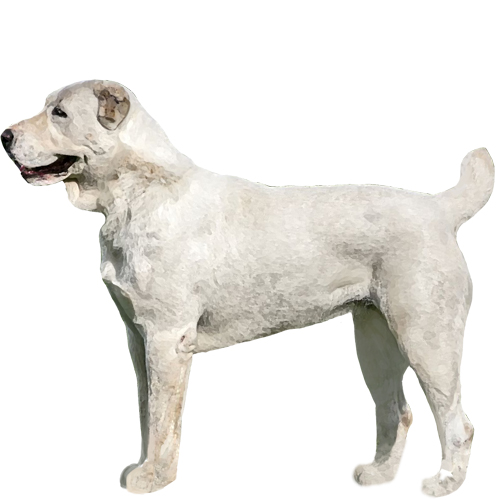 Central Asian Shepherd Dog - Full Breed Profile