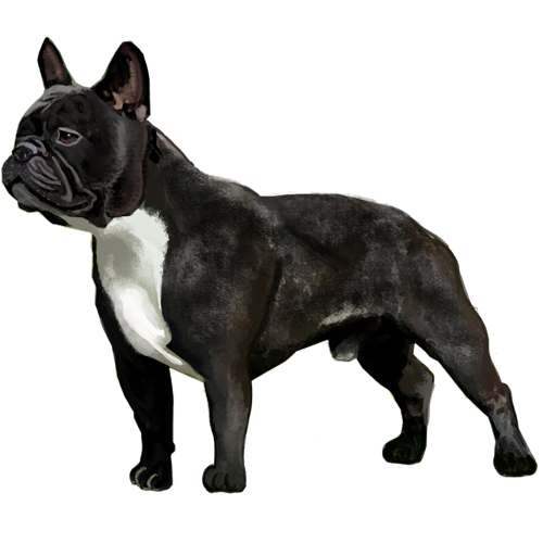 French Bulldog - Full Breed Profile
