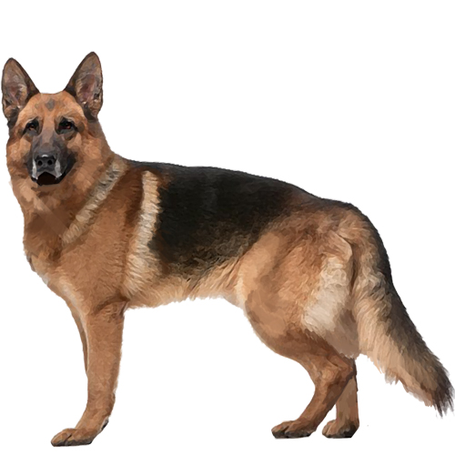 German Shepherd Dog - Full Breed Profile
