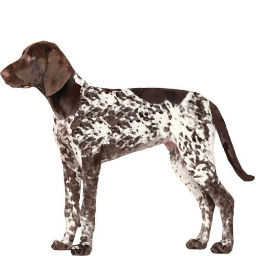 German Shorthaired Pointer - Full Breed Profile