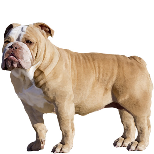 Southern Cross Bulldog - Full Breed Profile
