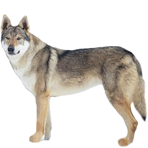Czechoslovakian Wolfdog - Full Breed Profile