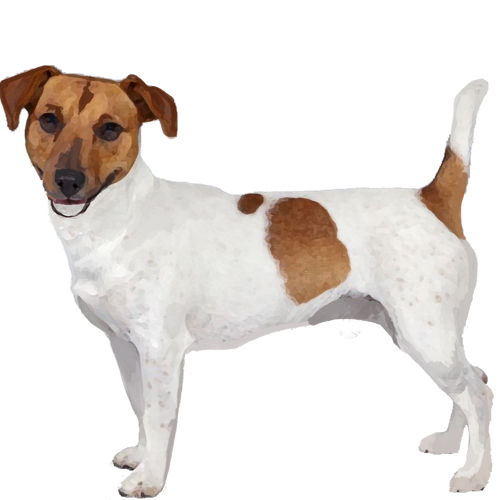 Jack Russell Terrier - Full Breed Profile