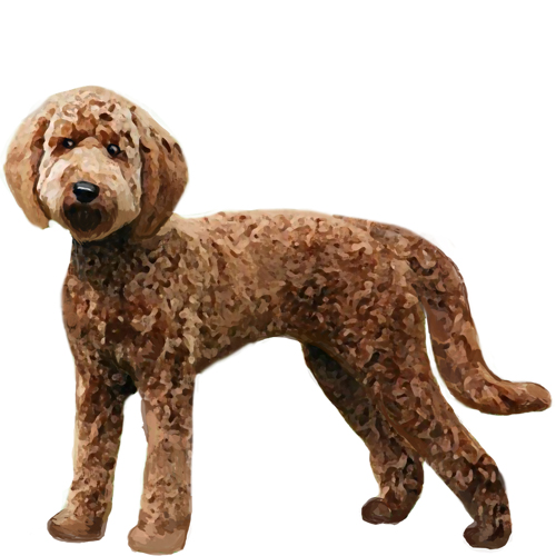 Labradoodle - Full Breed Profile