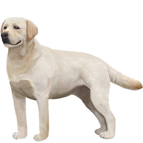 Labrador Retriever - Full Breed Profile